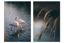 Load image into Gallery viewer, BLUE CAMARGUE