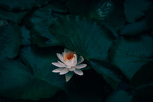 Load image into Gallery viewer, Solitude du dimanche