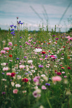 Charger l'image dans la galerie, Soft Bloom - Trio