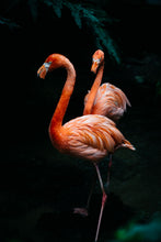 Charger l'image dans la galerie, FLAMINGOS