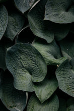 Charger l'image dans la galerie, ITAKA