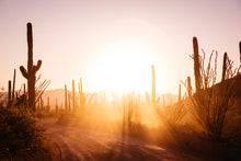 Load image into Gallery viewer, SAGUARO