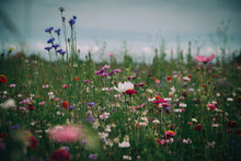 Charger l'image dans la galerie, Deep Bloom
