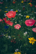 Charger l'image dans la galerie, Wild Bloom
